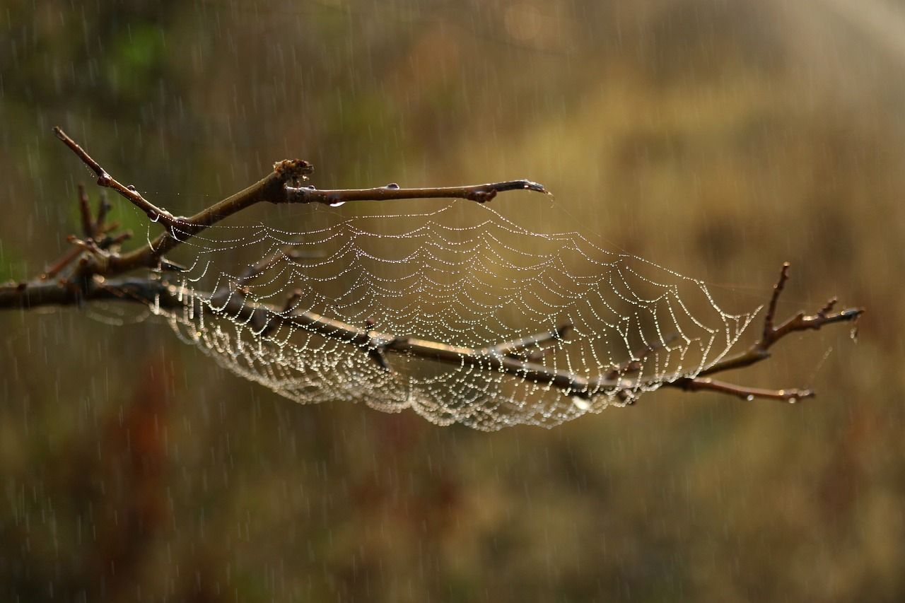 AAA spider web.jpg