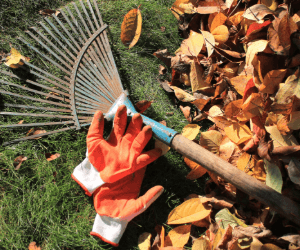 Jak připravit zahradu na podzim